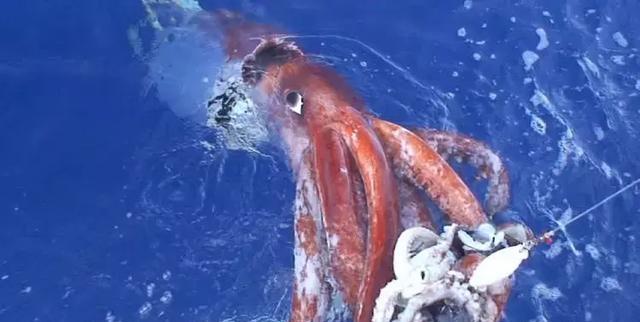 #大王乌贼#传说北海巨妖克拉肯长达155米，重330吨，形似小岛，是否真存在？