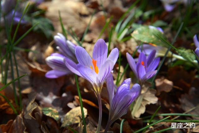 处女座|在感情中,敢爱敢恨,强势霸道,直来直去的三大星座