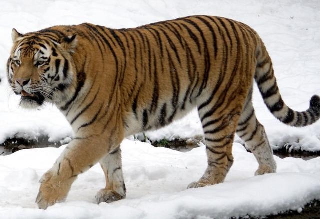 袋鼠|世界之最——动物之最（2）