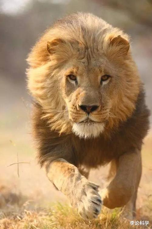狮子|动物交配六亲不认，那流浪雄狮长大以后，还认识自己的母亲吗？
