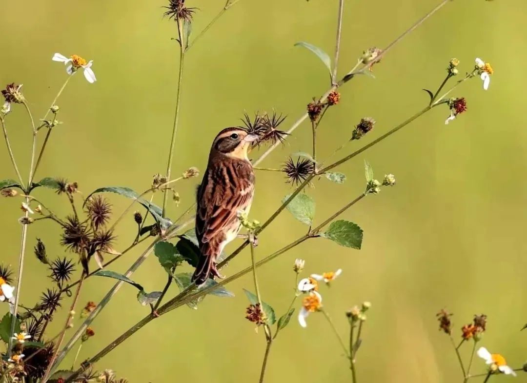 青海|东莞三地发现世界级“极危”鸟类禾花雀!数量为近年之最!