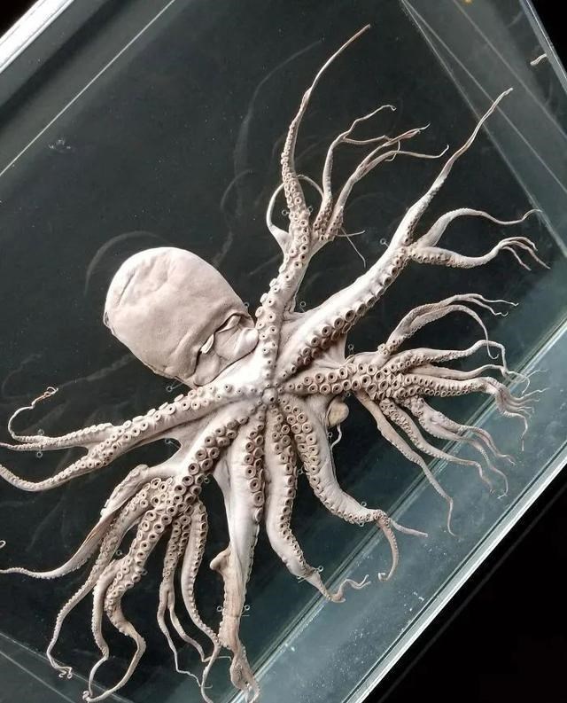 「」一组让你大开眼界的自然场景，最后那张图是不是骗到你了？