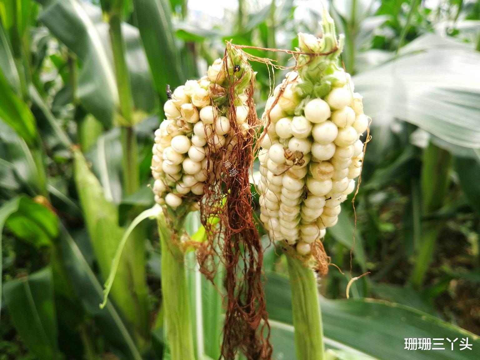 【广州市】广州郊外“连绵山脉”前的荷花田，门票由免费变10元，你来吗？