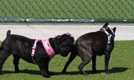 两狗相遇，为什么小型犬叫得比较凶？