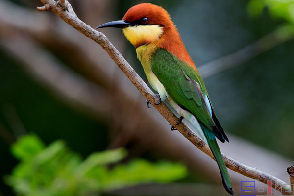 金刚鹦鹉|Sbike动植物百科：世界十大最美丽的鸟类，都是大自然中的精灵！