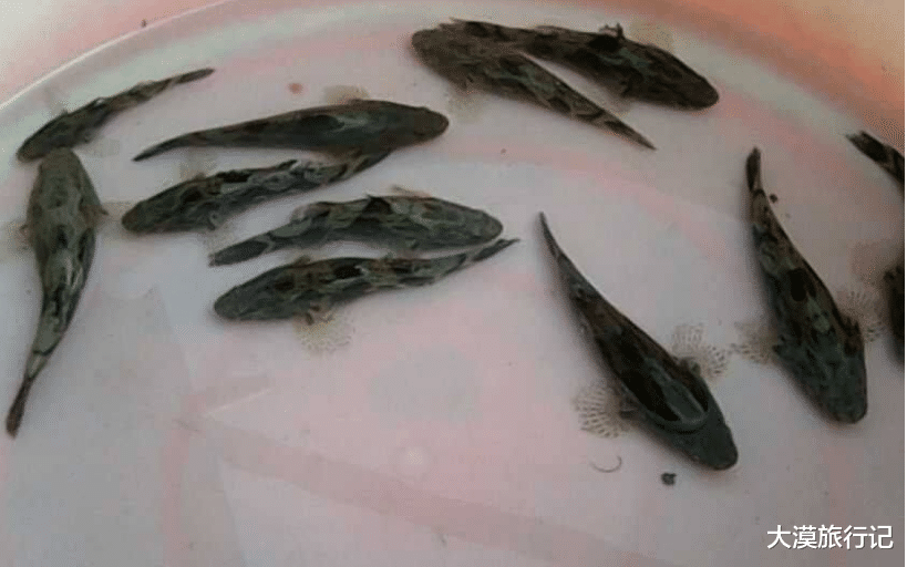 笋壳鱼|比小龙虾还“惨”的入侵物种,只经历了40年,如今已需人工培育