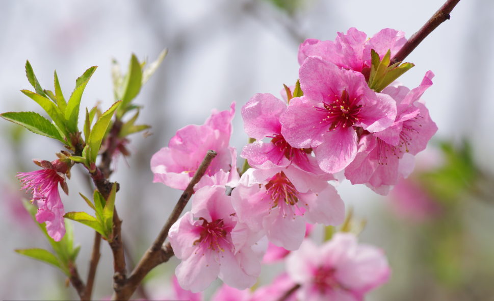 『生肖』7月上旬，喜气来，财源广进的3生肖，事业马到成功，咸鱼翻身