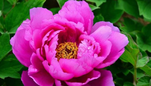 #生肖#“最抠门”的3种生肖女，对婆家人很吝啬，对娘家人却很大方