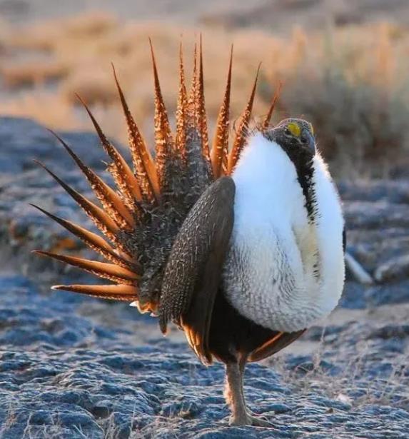 『』不开玩笑!林子大了,还真是什么鸟都有!