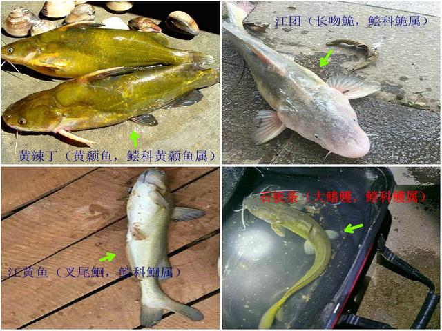 [长江]被“忽视”的长江石扁头，偶尔有人钓起，却被错当成黄颡鱼