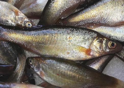 |最古老的鱼类之一，离开水就会高度腐烂，一斤35元尝过就忘不了！