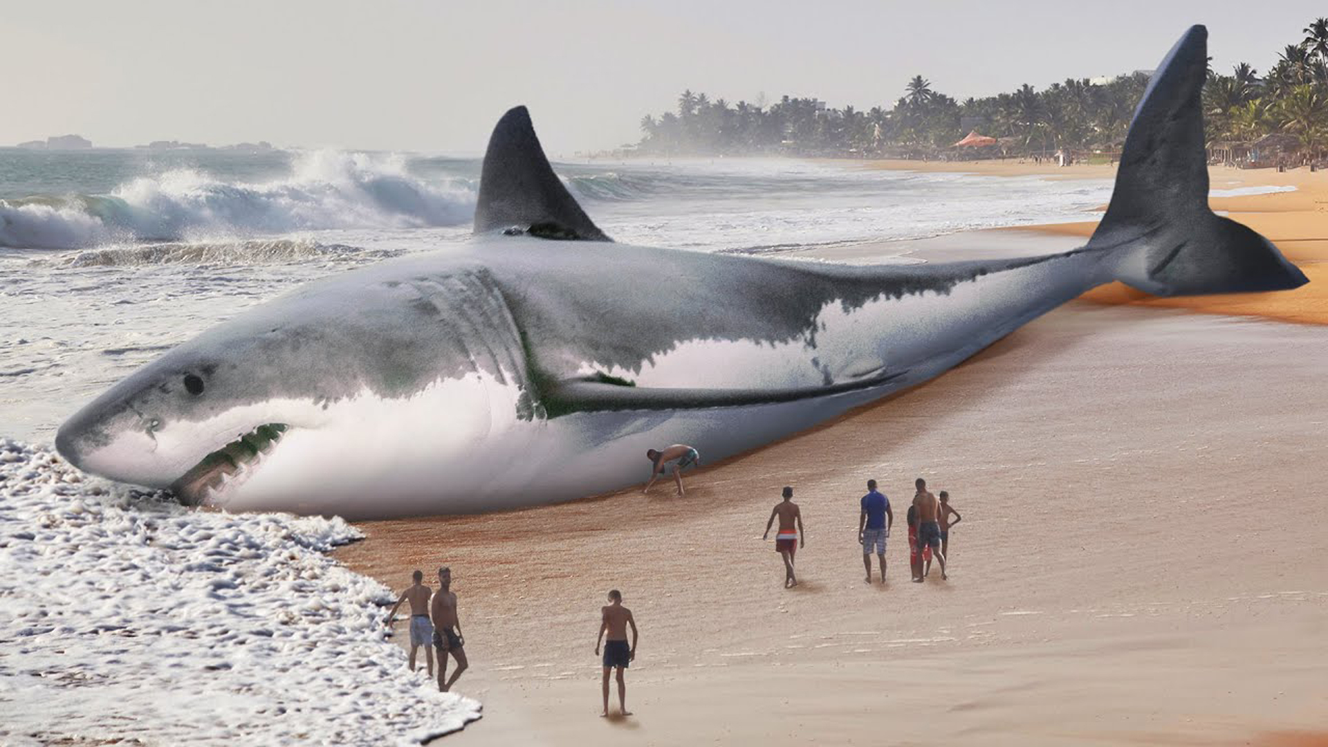 巨齿鲨真实图片