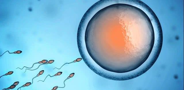 @为什么地球上的动物,大多是雄性追求雌性?而不是雌性追求雄性?