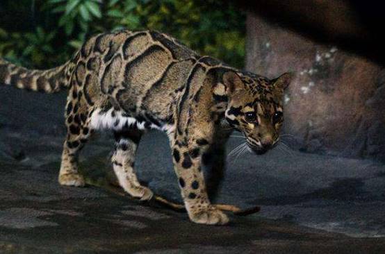 喜马拉雅山|喜马拉雅山又发生了啥？灭绝动物在黑暗中出现，各国高呼：快停下