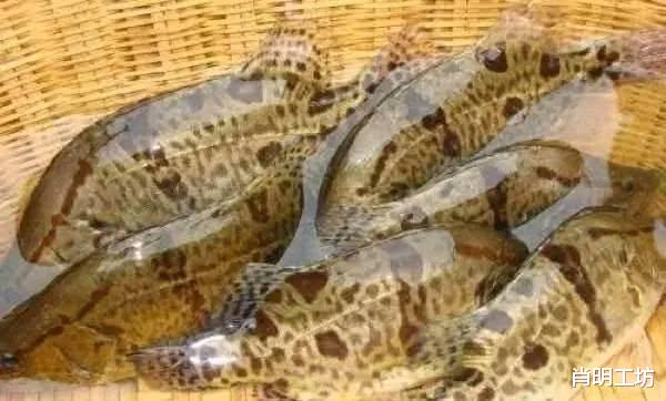 『水底奥秘』中国7种最好吃的淡水鱼,你吃过哪几种