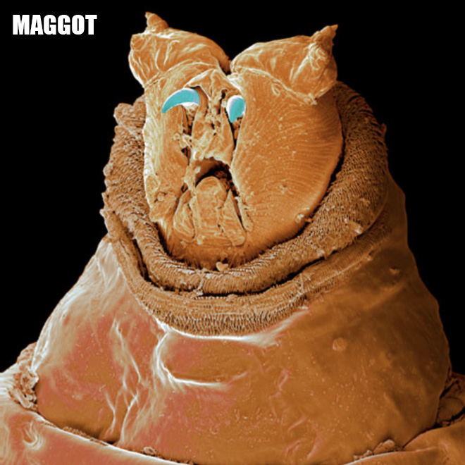 【显微镜】蚂蚁的屁股放在显微镜下是什么样的，知道吗？