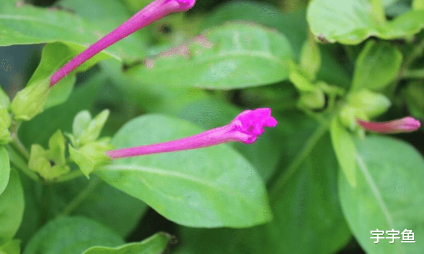 属鼠|8月底开始这三个生肖财运不断，喜事连连，财富节节高