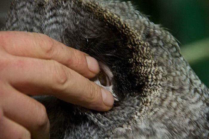 |19张近景特写,记录不同的动物,这也许是我们从见过的另一方面。