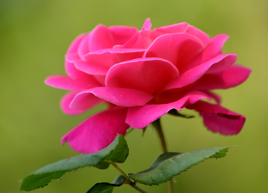 运势@未来一个月，4属相财运加身，富贵亨通，横财大发，日子顺心如意