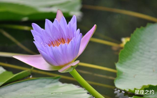 「白羊座」从5月份开始，心花怒放，喜获良缘，携手与共的三大星座