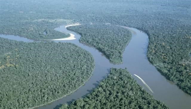 食人鱼|亚马孙河到底有多可怕？为什么人们不敢在亚马孙河中游泳？