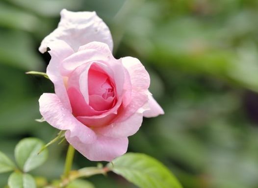 天蝎座|未来两个月走大运，4属相喜事连连，贵人如云，开启幸福生活