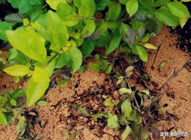 【鳄鱼】野钓最“狠”的几种动物，看完钓友遭遇才明白，没碰见太幸运啦