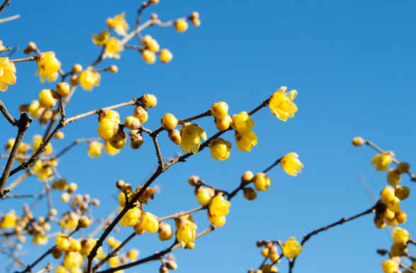 吉星@未来两个月，4属相工作得心应手，事业发展顺遂，贵人赏识提拔