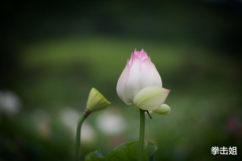 「运势」六月下旬，霉运消散，3大生肖运势上吉，财富越来越旺，先人一步富起来