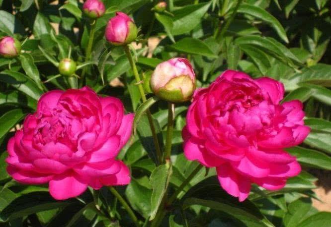 运势|9月贵人齐临家门，运势天天攀升，成功逆袭的四大生肖