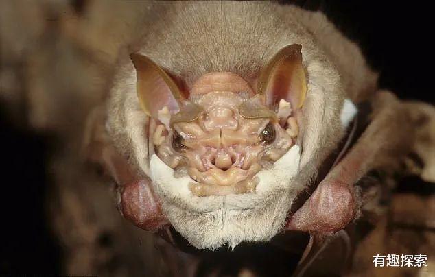 鲸鱼|只有在播种时,雄蝙蝠才不惜取下“面具”,让雌蝙蝠看到全脸