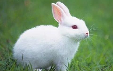 []属兔人2020年运势好吗？今年结婚可以吗？