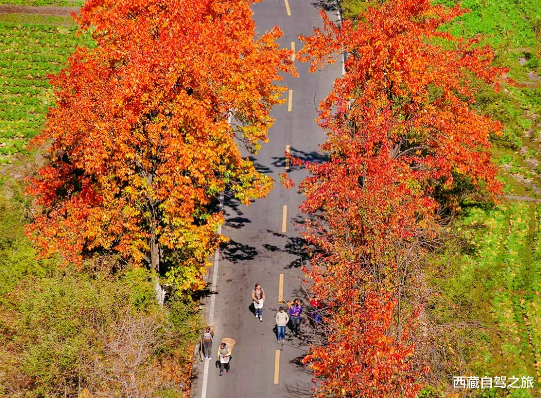 若尔盖|景 | 再过一个月，来看世间醉美的秋天！