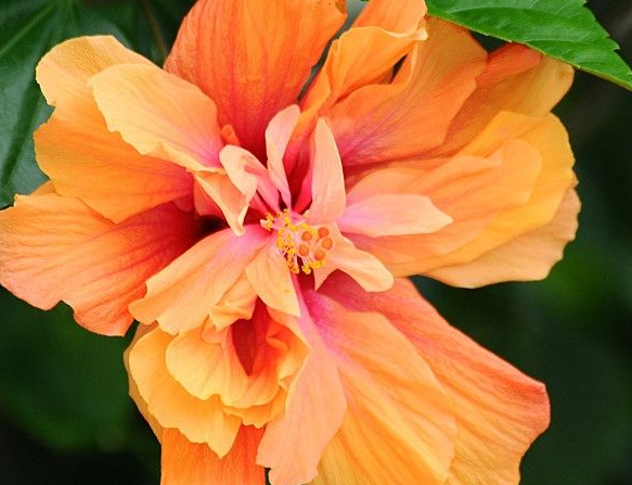 生肖|8月份开始，4属相好运复苏，财库丰隆，喜事接二连三，鸿福无穷