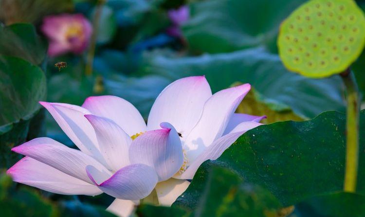 运势|10月开始，运势回升，贵人相助，事业步步高升的四大生肖