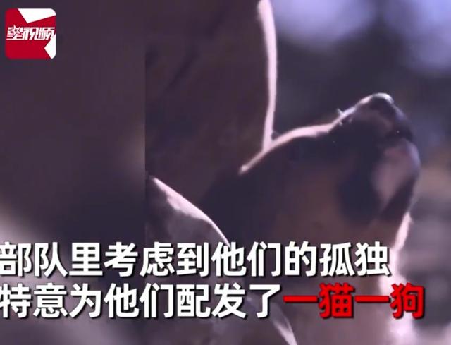 全中国最受宠的一猫一狗，在3197哨所，不信你们看！