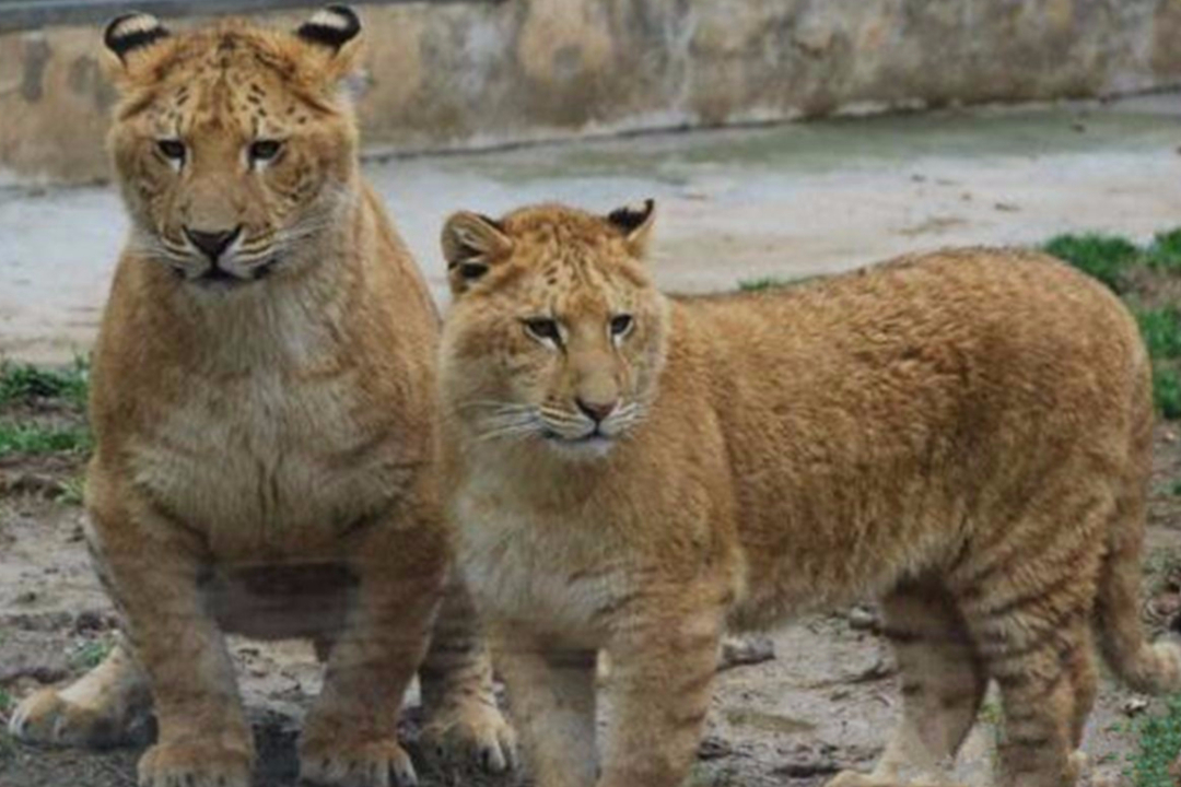 「」真实存在的四种杂交动物，骡子上榜，无毛鸡你可曾见过？