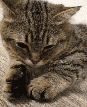 你知道你家猫是什么星座吗？来一起看看吧！