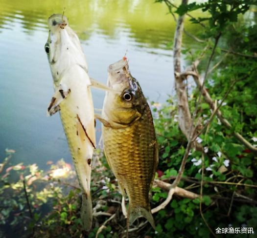 『空军』夏钓空军的三个原因，老钓友都知道策略，新手：这还要对症下药？