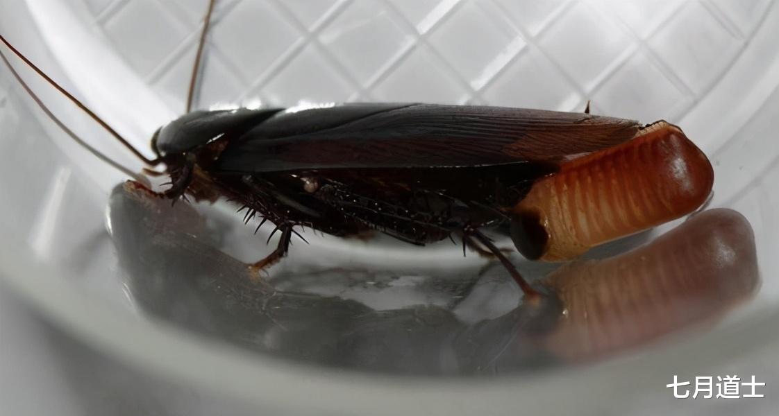 蟑螂|交配一次就可终身繁殖，打不死的蟑螂小强是如何让我们深恶痛绝的