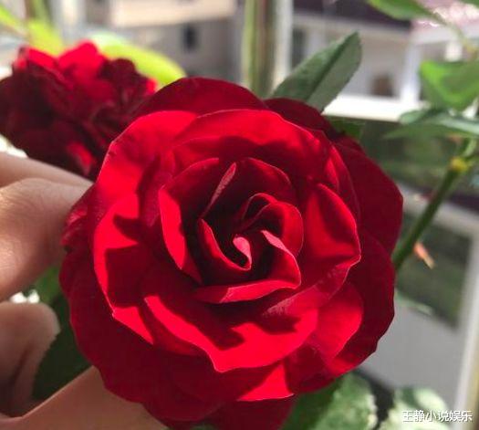 「狮子座」4月开始,桃源依旧在,难舍旧爱,姻缘落定,将重修旧好甜蜜如初 ?