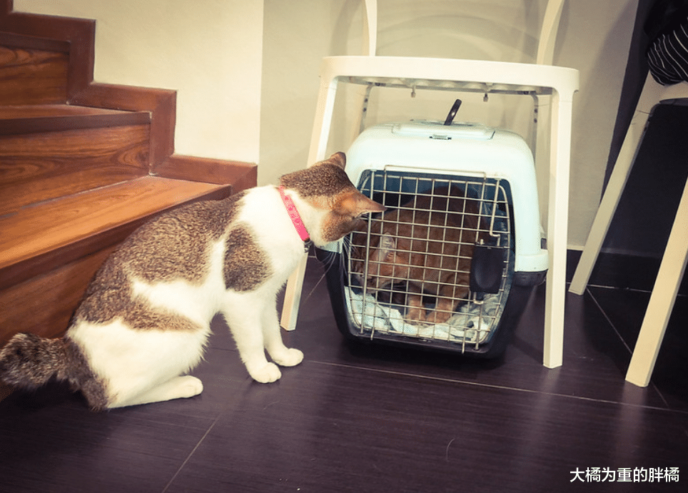 给猫咪准备笼子的4个好处，再是室内喂养，总有带猫出去的时候吧