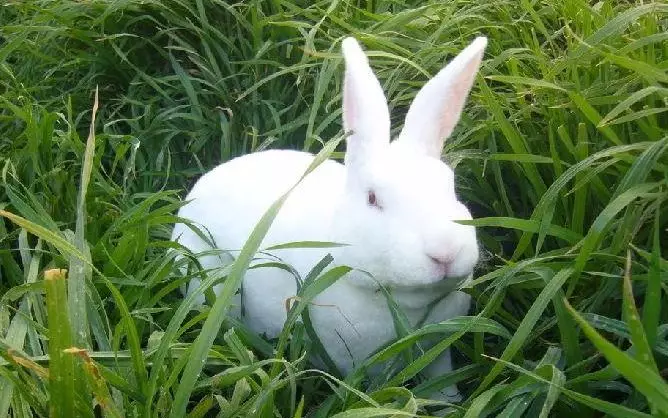 『巨蟹座』属兔人，不能 惹 上这个人，听我一句 劝，躲过后正财旺偏财发，日子越过越好！