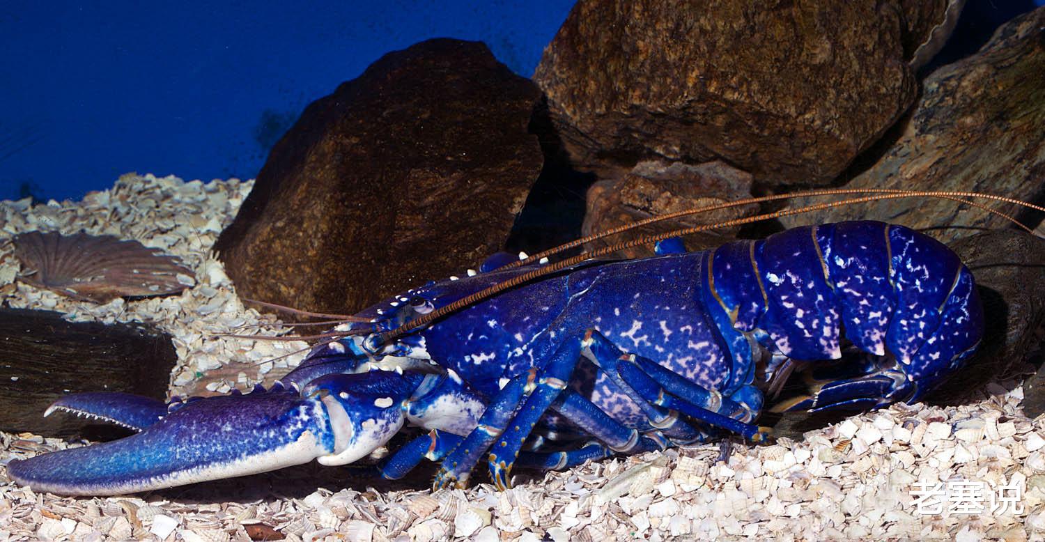 食材|全球公认最“高级”的5大食材，有钱人不一定吃得上！