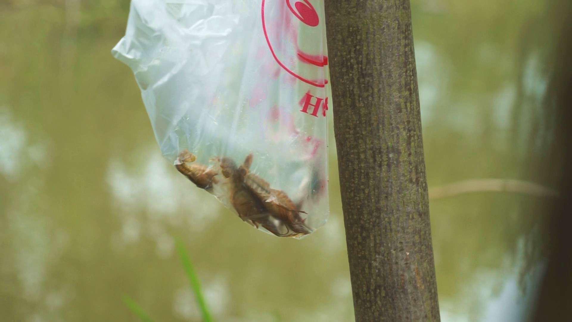 @你还在买小龙虾吃吗？这里不要钱！刺激好玩，还能美餐一顿！