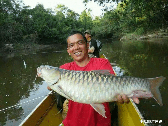 【马来西亚】马来西亚“最贵”的鱼,一口200,当地人吃不起,专卖给中国游客