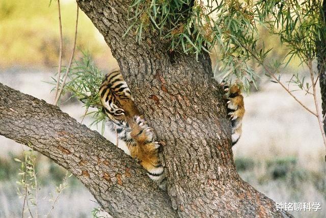 老虎|当年在非洲野化的华南虎,现在情况怎么样了?