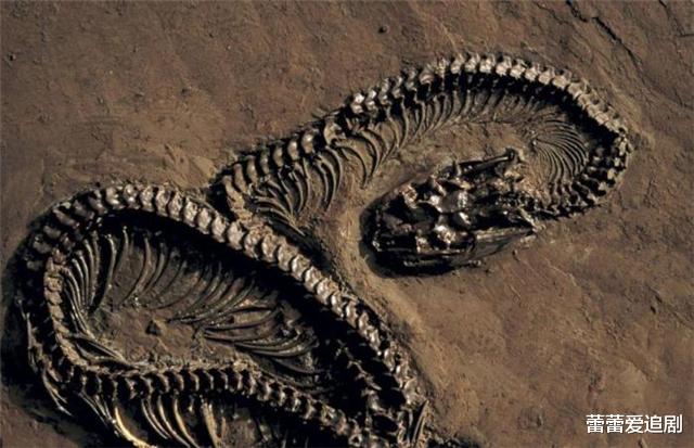 『海蛇』史前怪物35米长的海蛇，如果活着出现在现代，人类还敢出海吗？