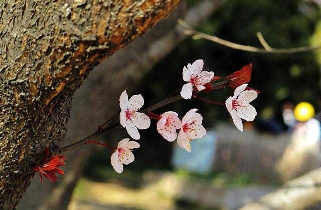 生肖▲这几个星座女，越长越漂亮