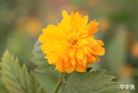 运势|9月中旬，鸿运滚滚来，4属相喜事多见，钱财多多，家庭圆满和睦